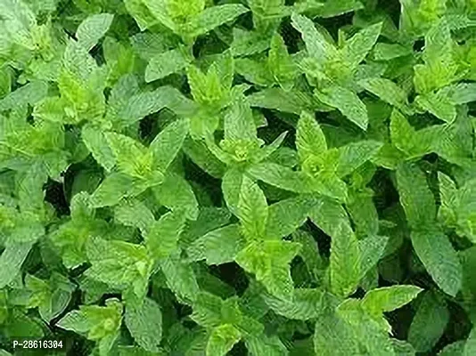 Platone Mint Plant MINT PLANT RGBN-thumb3