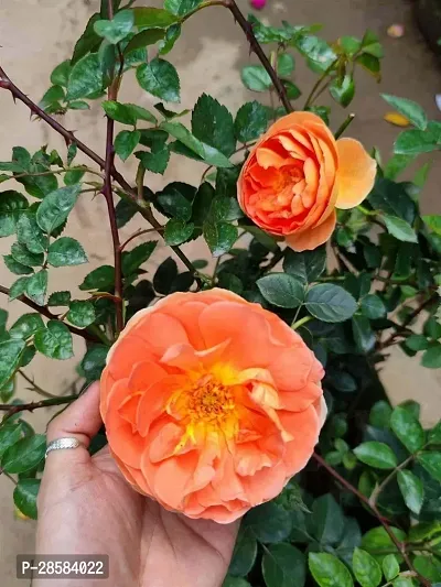 Platone Rose Plant Rose Plant 005-thumb0