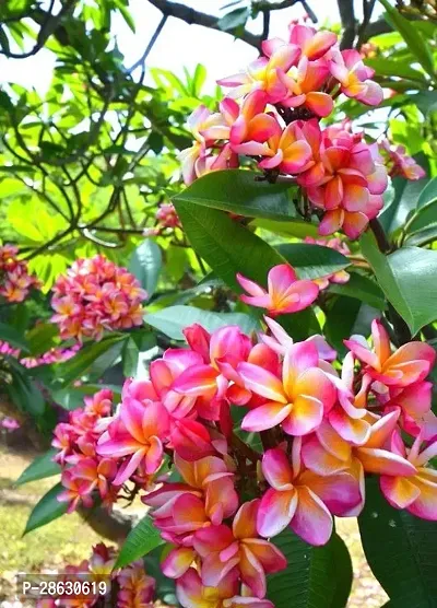 Platone Plumeria Plant Live Plumeria Plant-23