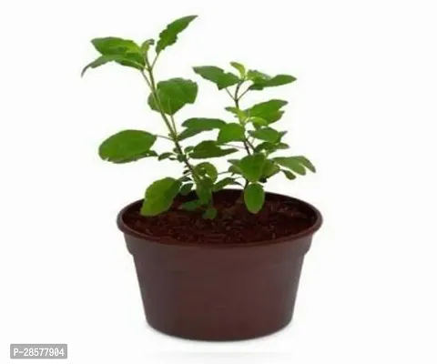 Platone Tulsi Plant Ent-Live -Plants - 190