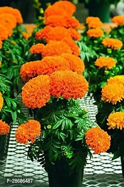 Platone Marigold Plant marigold107-thumb0