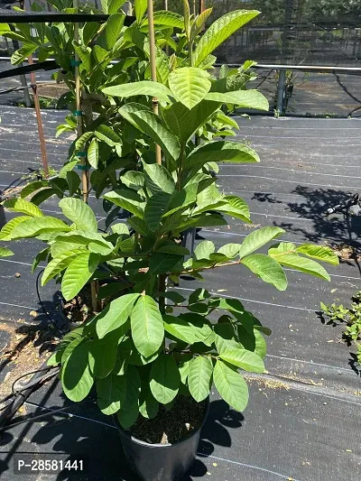 Platone Guava Plant guava plant 78911