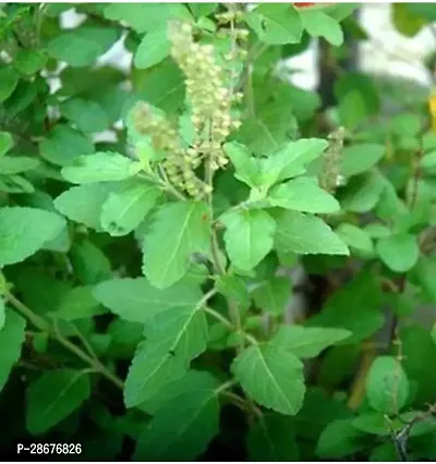 Platone Tulsi Plant Shyam tulsi_ocimum Tenuiflorum plant-thumb0