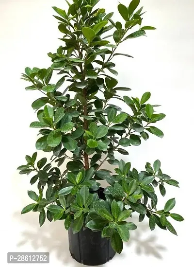 Platone Ficus Plant Indoor Ficus Plants-thumb0