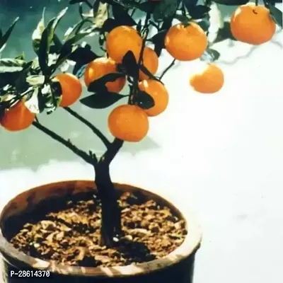 Platone Orange Plant Orange plant live12090-thumb0