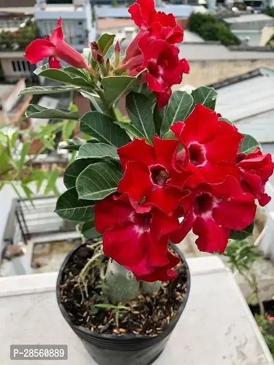 Platone Adenium Plant ader01