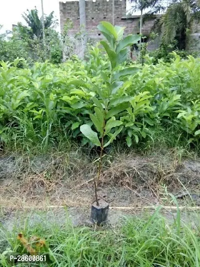 Platone Guava Plant Live Rare Grafted Layering GuavaPunjab SafedaHybrid Variety 1 Live Plant-thumb3