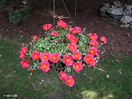 Platone Portulaca Plant flower plant_0101