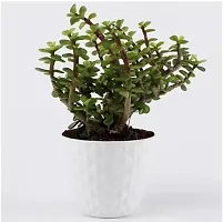 Platone Jade Plant JADE PLANT NURSERYPLANT-thumb1