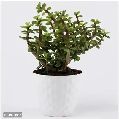 Platone Jade Plant JADE PLANT NURSERYPLANT-thumb2