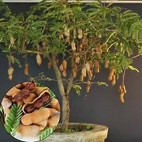 Platone Tamarind Plant Sweet tamarind live plant-thumb1