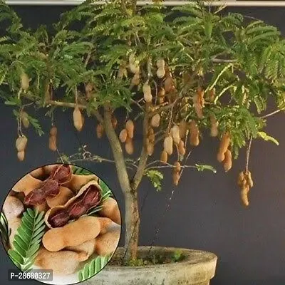 Platone Tamarind Plant Sweet tamarind live plant-thumb2