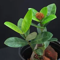 Platone Trothic IxoraChethi Plant Ixora Flower Plant Combo(Red Yellow White Pink)-thumb1