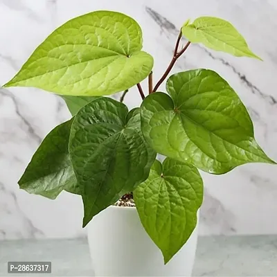 Platone Betel Leaf Plant Betel Leaf Plant Pangach_xhos4560018-thumb0