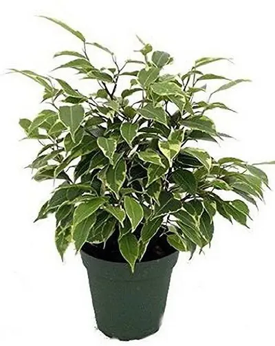 Limited Stock!! Plant & Planters 