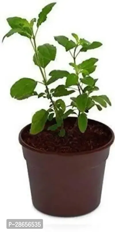 Platone Tulsi Plant Rama Tulsi Plant-thumb0