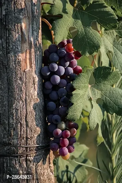 Platone Grape Plant GRAPES PLANT AAEE22-thumb2