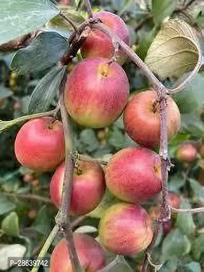 Platone Apple Plant apple bar tree-thumb2