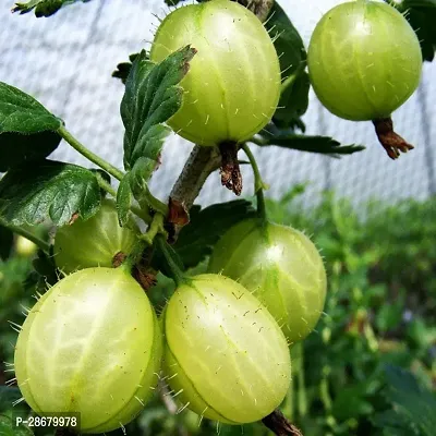 Platone Amla Plant Goose Berry-thumb2