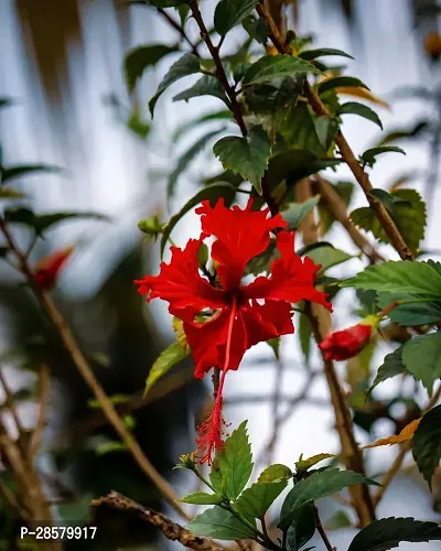 Platone Hibiscus Plant Hibiscus Red Live Flower Plant Disha-220991