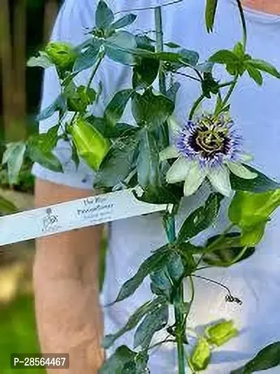 Platone Passion Plant PASSION FLOWER OLMN-thumb0