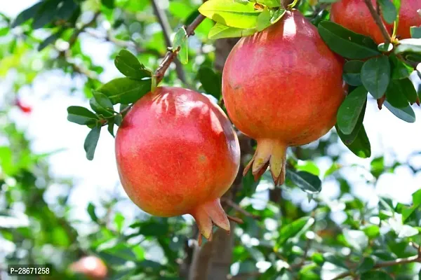 Platone Pomegranate Plant POMEGRANATEBEDANA PLANT-P14-thumb0