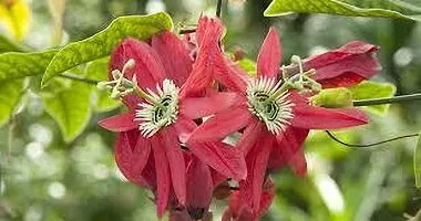 Platone Passion Plant PASSION FLOWER FFG-thumb1