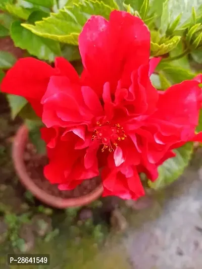 Platone Hibiscus Plant hibiscus