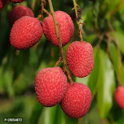 Platone Litchi Plant FLV