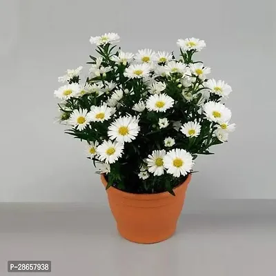 Platone Adenium Plant Aster (White) - Plant-thumb0