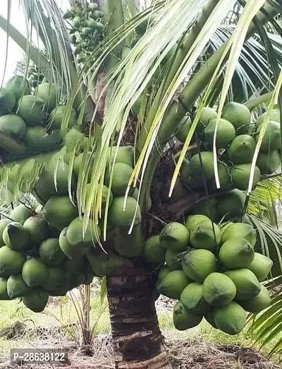 Platone Coconut Plant Coconut tree-thumb0