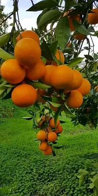 Platone Orange Plant Sweet Lemon Plant (Original)-thumb1