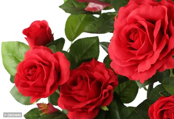 Platone Rose Plant red rose46