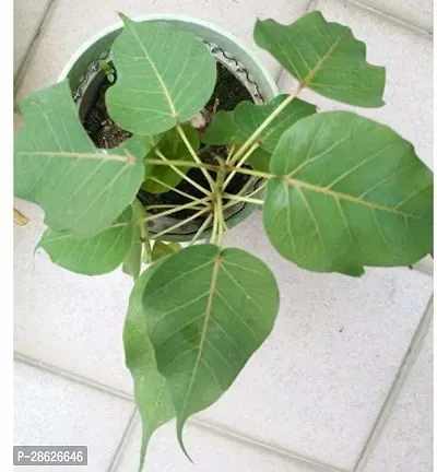 Platone Ficus Plant 1Backyard Planting Young PeepalSacred Fig Plant