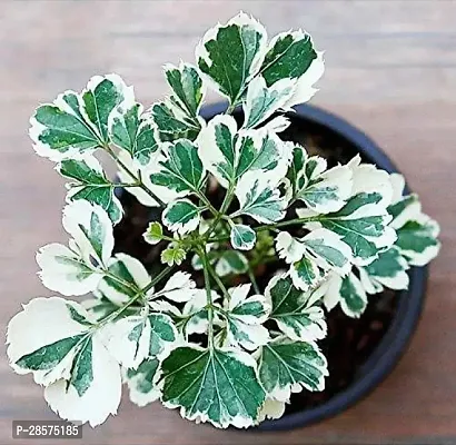 Platone Aralia Plant Aralia Plant 01