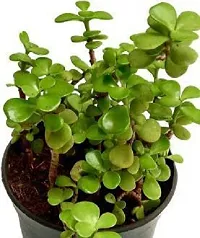 Platone Jade Plant Jade Indoor Crassula House Plant-thumb1