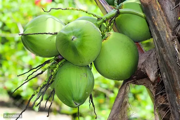 Platone Coconut Plant Coconut Fruit Plants-thumb0