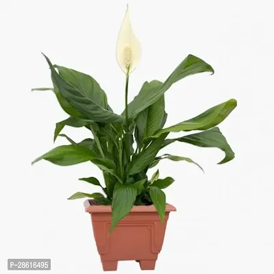 Platone Peace Lily Plant PEACE LILY FLOWER PLANT-P47-thumb0