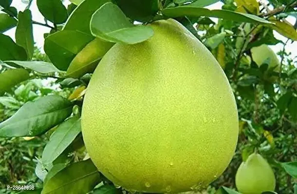 Platone Pomelo Plant pomelo lemon plantgrafting 888-thumb0