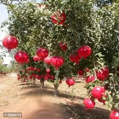 Platone Pomegranate Plant Best Quality Annar Pomegranate Sap-thumb0