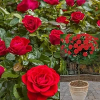 Platone Rose Plant Mr. Lincoln Rose Plant-thumb1