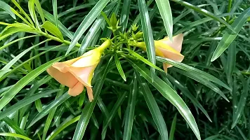 Platone Oleander Plant Oleander PlantKarabi Plant( Orange )-thumb1