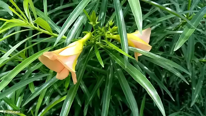 Platone Oleander Plant Oleander PlantKarabi Plant( Orange )-thumb2