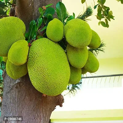 Platone Jackfruit Plant Jackfruit Plant (01)-thumb0