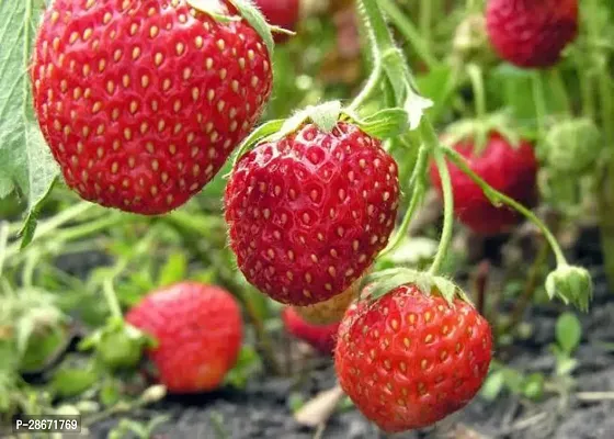 Platone Strawberry Plant STRAWBERRY HYBRID FRUIT PLANTS-thumb0