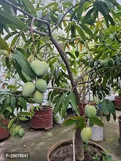 Platone Mango Plant GRAFTED MANGO PLANT SO BEST QUALITY-thumb0