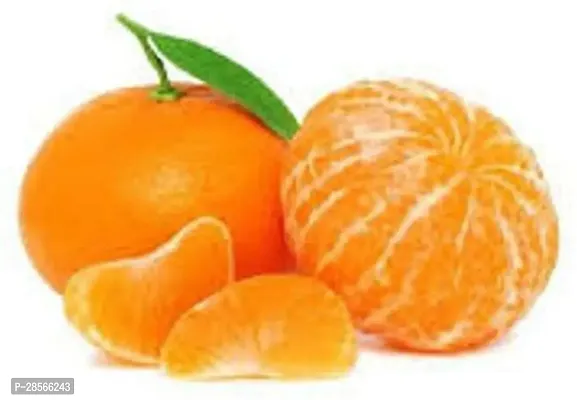 Platone Orange Plant Live Darjeeling Orange Plant For Fruits-thumb2