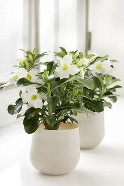 Limited Stock!! Plant & Planters 