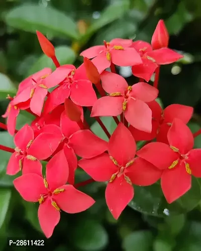 Platone Trothic IxoraChethi Plant Trothic Ixora Chethi Red Plant Live Flower Disha-202071-thumb0