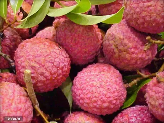 Platone Litchi Plant Grafted Sweet Tasty Hybrid Chinese Baila Litchi Plant.